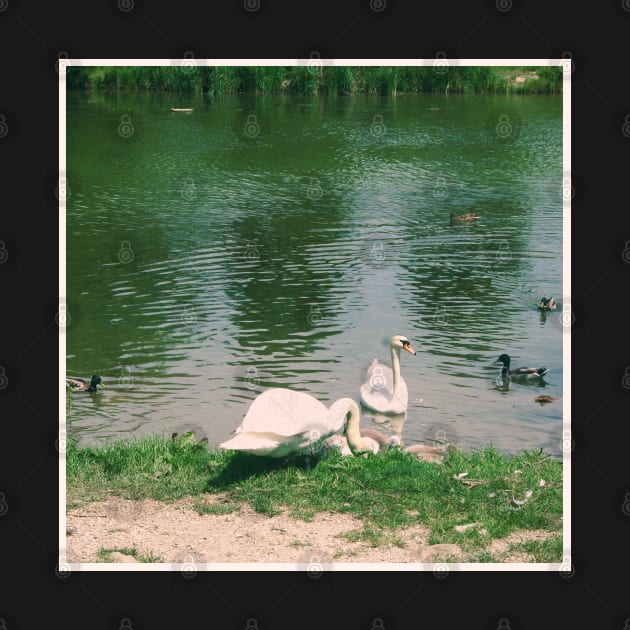 Beautiful Vintage Photography of Swans in Vienna Austria Europe Streets of Vienna Discover new places Travel the world by BoogieCreates