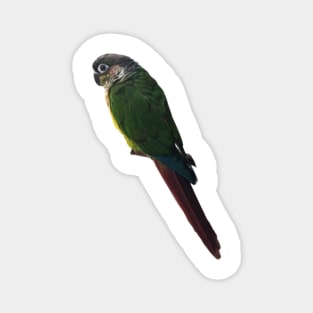 Green Cheek Conure Parrot Bird design, Love for birds Magnet