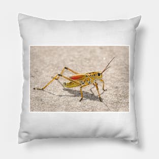 Romalea microptera, Florida lubber grasshopper Pillow
