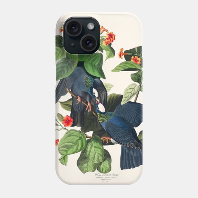 White-crowned Pigeon from Birds of America (1827) Phone Case by WAITE-SMITH VINTAGE ART