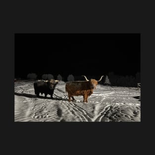 Highland Cattle bull and cow in the dark T-Shirt