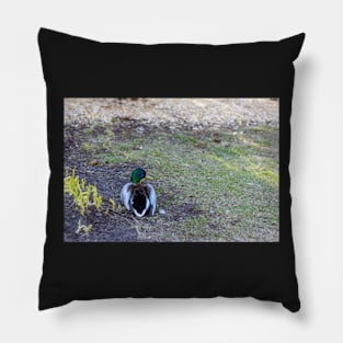 Mallard sitting on land Pillow