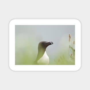 Razorbill with muted background Magnet