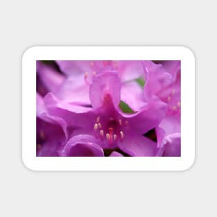 Purple rhododendron flower Magnet