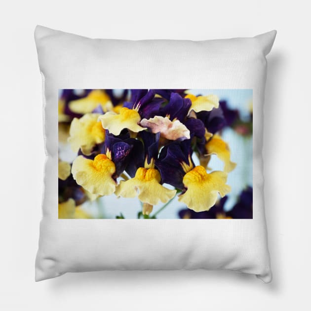 Nemesia  Aroma Plums &amp; Custard  Aroma Series Pillow by chrisburrows