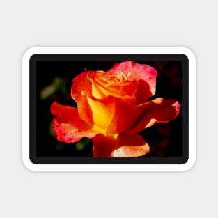 Bright Rose Magnet