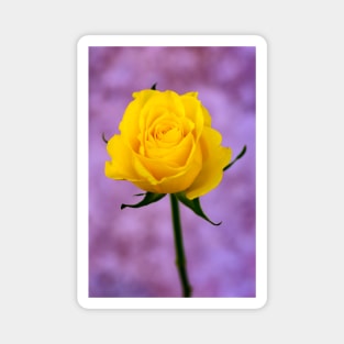 Single Yellow Rose Magnet