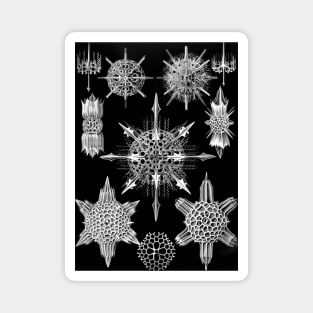 Ernst Haeckel Art Forms of Nature -  Acanthophracta Radiolaria Magnet