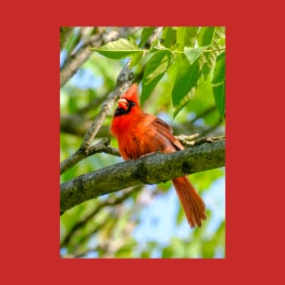 Cheeky Cardinal Photograph T-Shirt