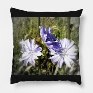 chicory flowers 5 Pillow