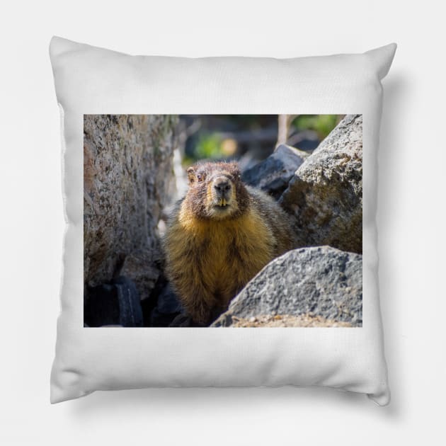 Marmot Pillow by algill