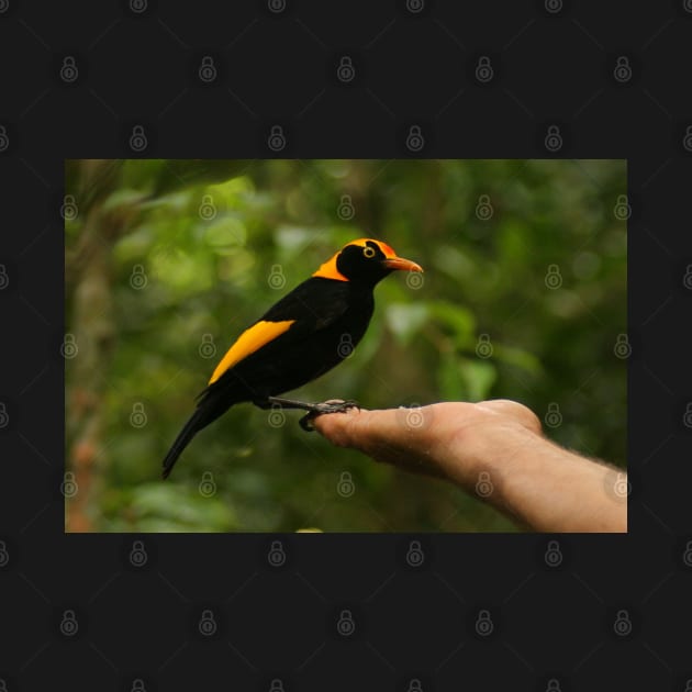 A Regent Bowerbird in the hand is worth two or more photos by Michaelm43