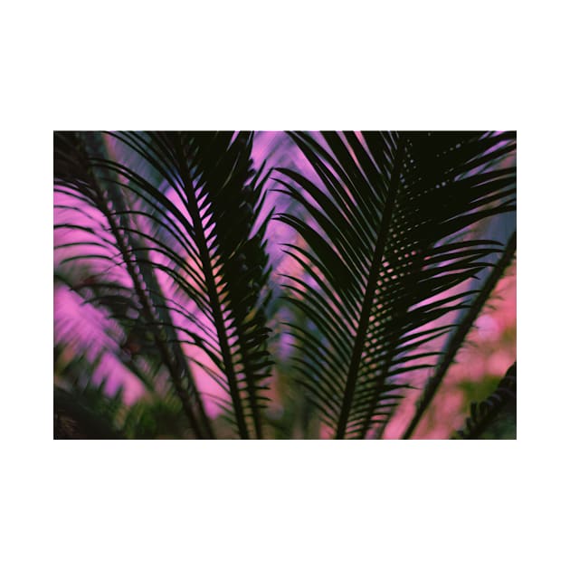 Pink Sunset Palm Leaf by NewburyBoutique