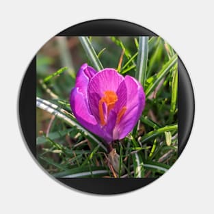 Orange and Purple Flower in the Sun Pin