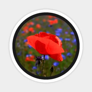 Beautiful Red Poppy Magnet