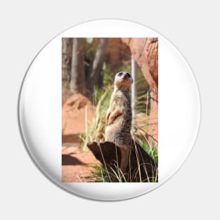 Meerkat Pin