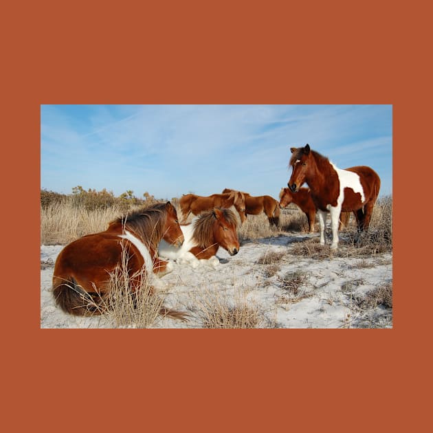 Wild horses, wildlife, gifts, painted horse, Assateague Island, Maryland by sandyo2ly