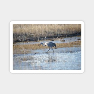 Sandhill Crane in Frozen Malheur NWR Magnet