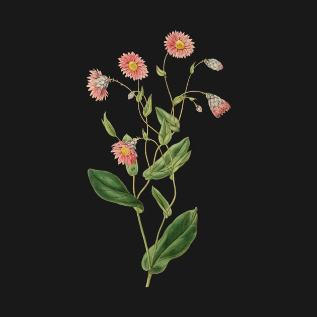Delicate pink botanical by chris@christinearnold.com