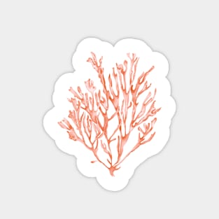 Coral seaweed illustration Magnet