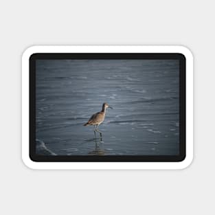 Sea bird in beach Magnet