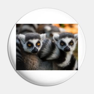 Group of ring-tailed lemur monkeys Pin