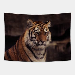 siberian tiger Tapestry