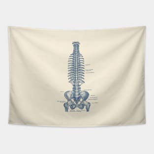 German Rib and Pelvis Diagram - Vintage Anatomy Poster Tapestry