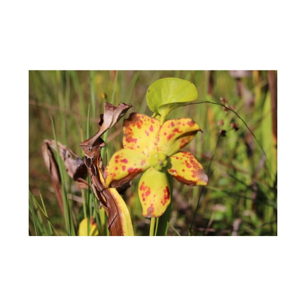 Drying Up Pitcher Plant by Cynthia48