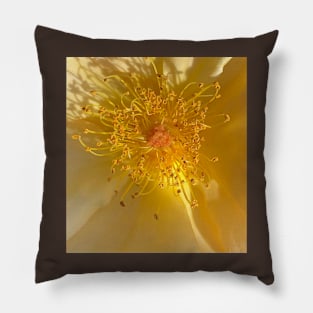 Interior Sun Pillow