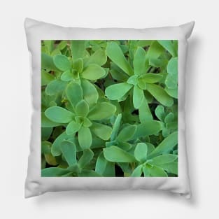 Sedum Palmeri Leaves Pillow