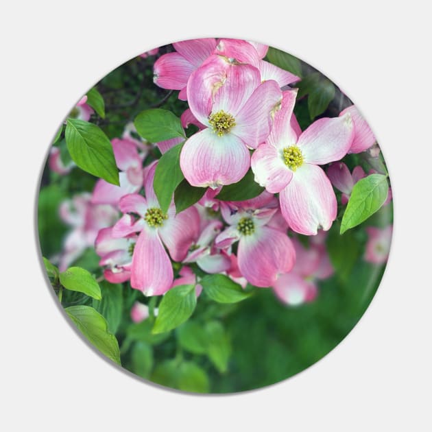 Dogwood Flowers in Spring Pin by Nicholas Lee