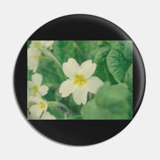 Primrose Pin