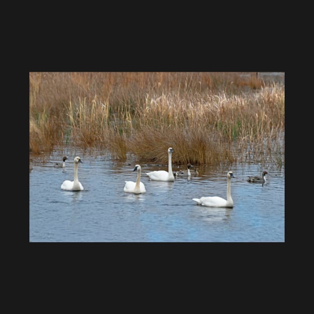 Tundra Swans by EileenMcVey