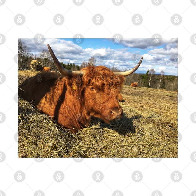 Scottish Highland Cattle Cow 2374 by SaarelaHighland