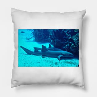 Nurse Sharks Pillow