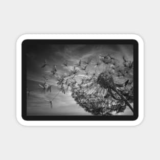 Summer Breeze Dandelion (Noir Texture) Magnet