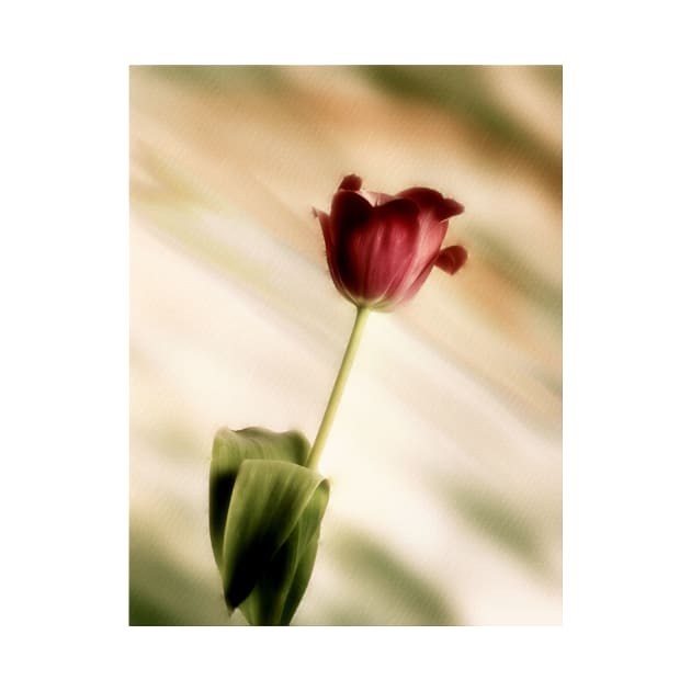 Tulip by JimDeFazioPhotography