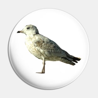 Seagull Pin