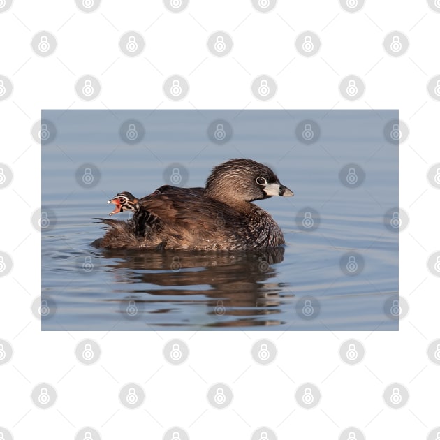 Where's Timmy? - Pied-billed Grebe by Jim Cumming