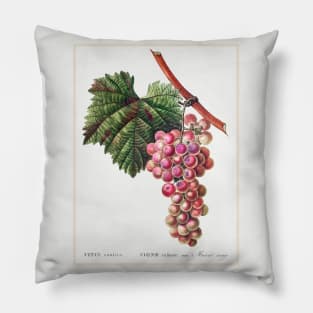 Vitis vinifera (Muscat rouge Pillow