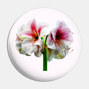 Amaryllis Novella Pin