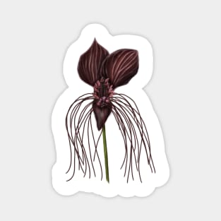 Bat Flower, Tacca chantrieri Magnet