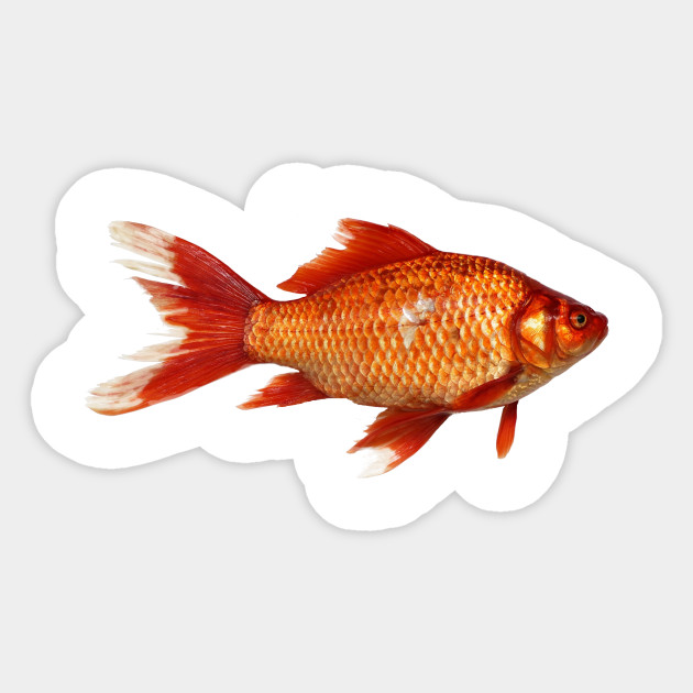 Aquarium Goldfish Goldfish Sticker Teepublic Au