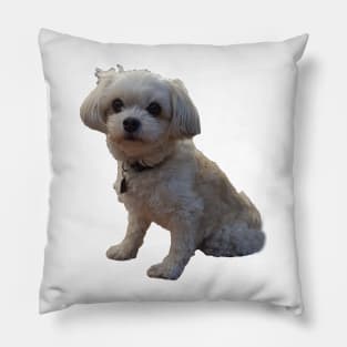 Mr Dexter the Maltese/Chiuahuah Pillow