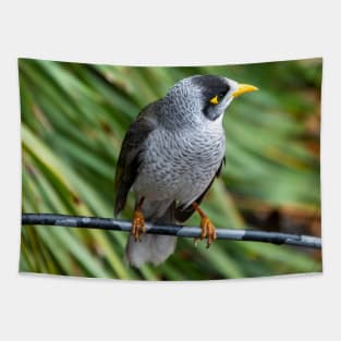 Noisy Miner Australian Bird Tapestry