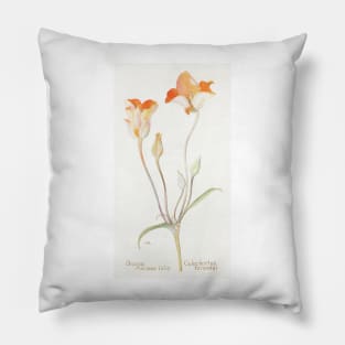 Desert mariposa lily - Botanical Illustration Pillow