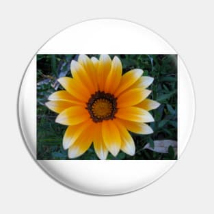 Gazania 13 Pin