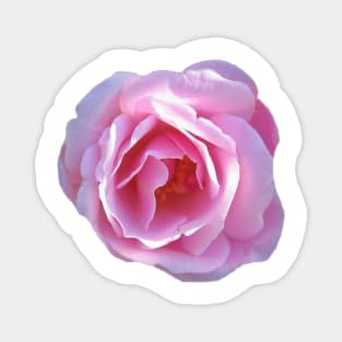 Pink rose Magnet