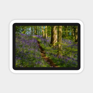 Bluebell Woodland Walk Magnet